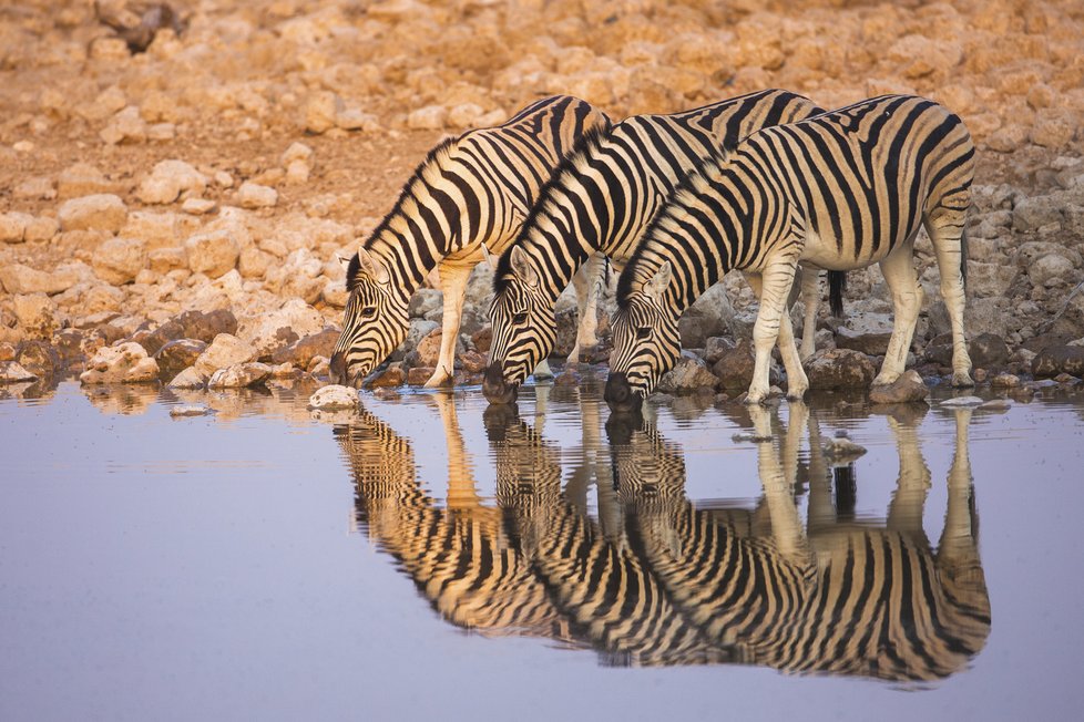 Zebry stepní z Namibie