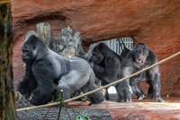 Hlasité gorilí seznamování v Zoo Praha: Kamba vycenila zuby a pořádně prohnala Kisuma!