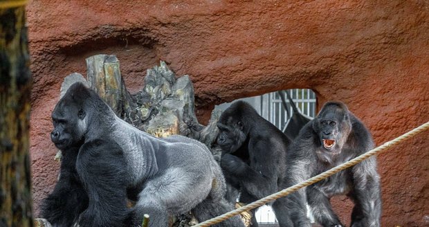 Gorily v Zoo Praha to vzaly hopem: Nováček Kisumu se pářil se samicemi Kijivu i Shindou!
