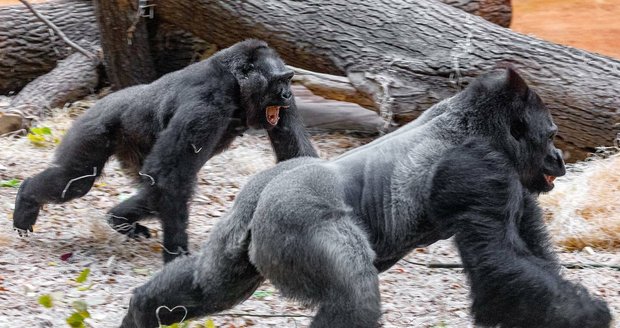Spojování goril v Zoo Praha. (7. listopadu 2022)
