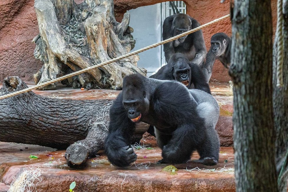 Spojování goril v Zoo Praha. (7. listopadu 2022)