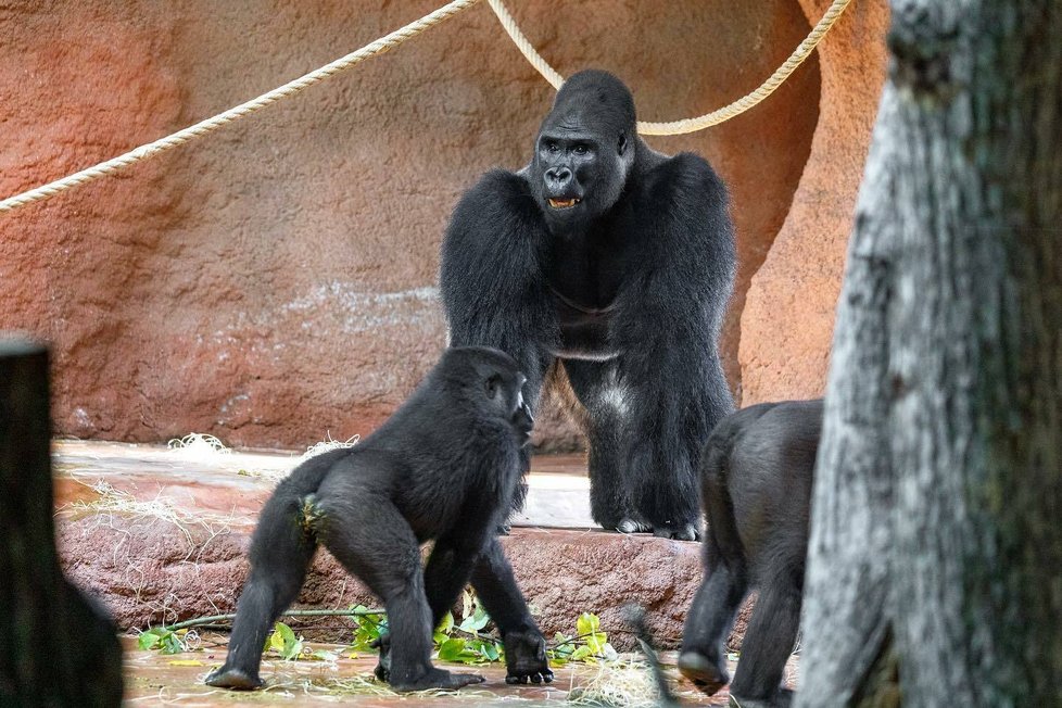 Spojování goril v Zoo Praha. (7. listopadu 2022)