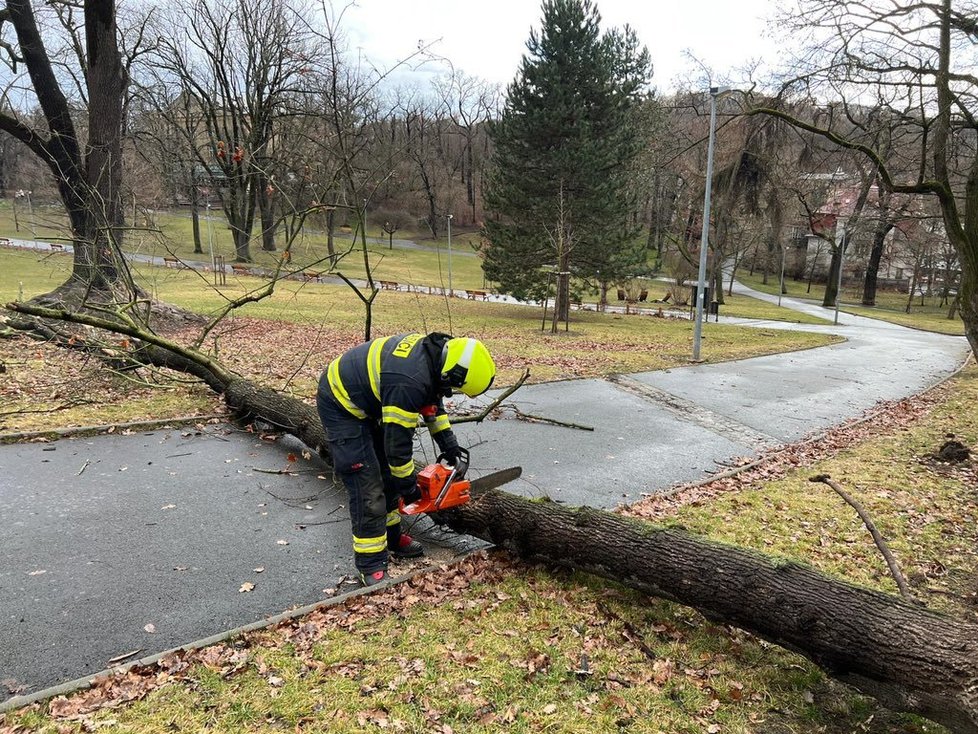 V souvislosti se silným větrem zasahují i pražští hasiči. V ulici Nad Klamovkou rozřezávali spadlý strom přes cestu (17. 2. 2022)