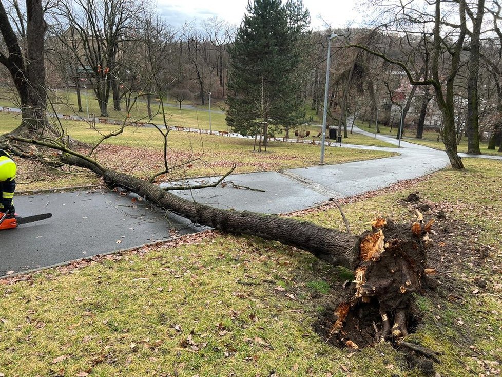 V souvislosti se silným větrem zasahují i pražští hasiči. V ulici Nad Klamovkou rozřezávali spadlý strom přes cestu (17. 2. 2022).