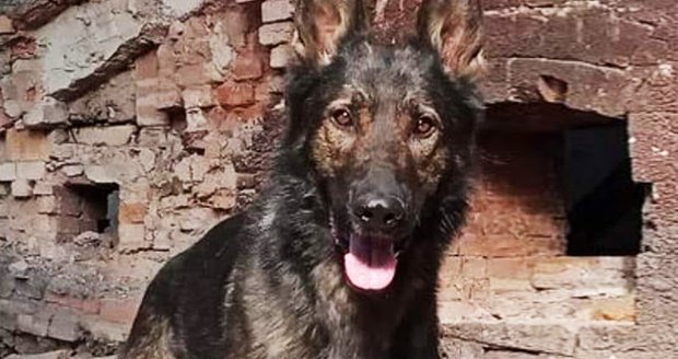 Tragédie u pražských hasičů: Služební pes Jax (†4) se zaběhl, našli ho mrtvého v kolejišti!
