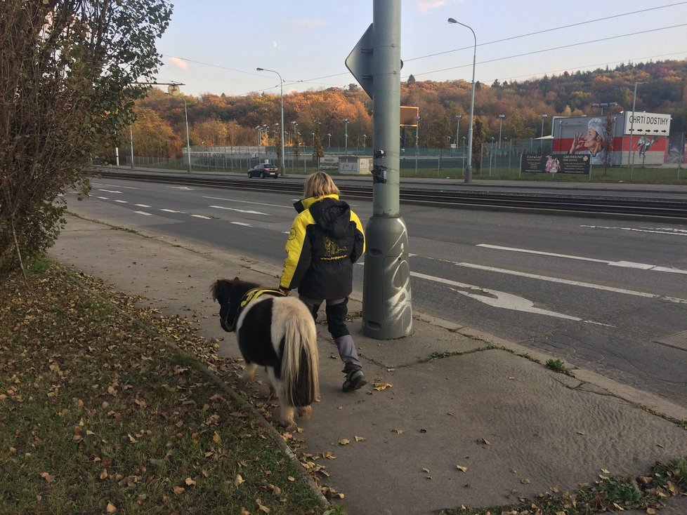 Minikůň Katrijn je jediná v Česku, která může pomáhat nevidomým a handicapovaným lidem. Kromě jiného ale i muslimům, kteří by psy brali jako nečisté.