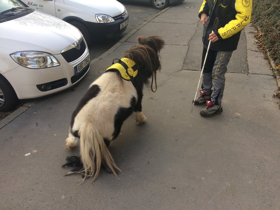 Minikůň Katrijn je jediná v Česku, která může pomáhat nevidomým a handicapovaným lidem. Kromě jiného ale i muslimům, kteří by psy brali jako nečisté.