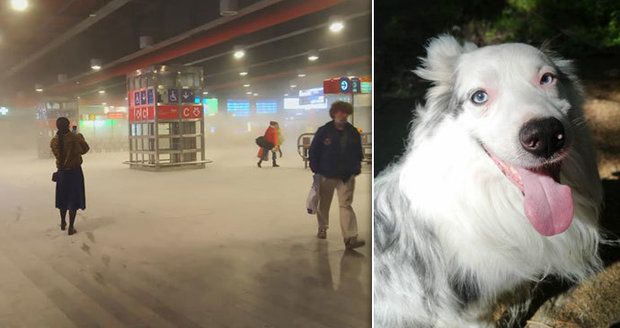 Spoušť na hlavním nádraží a pes hrdina! Lumpy s hasičákem honil čtyřnohý tanečník Lucas