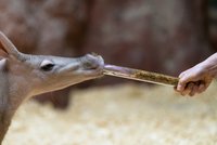 Ochutnejte cvrčky a adoptujte si brouka! Zoo Praha zve na víkend hmyzožravců