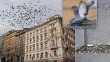 Praha bojuje s holuby a jejich trusem: Ničí památky, přenáší nemoci