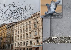 Krmič holubů brutálně napadl mladíka v Litvínově: Zbil ho a vyhrožoval mu smrtí.