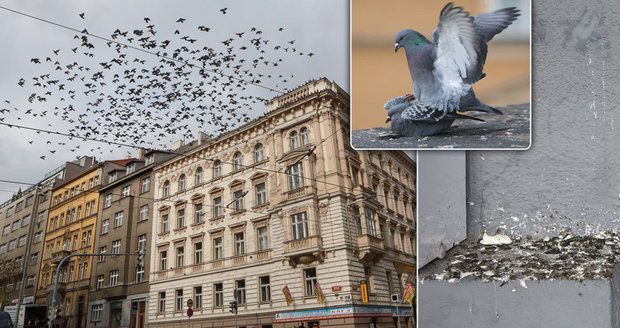 Praha bojuje s holuby a jejich trusem: Ničí památky, přenáší nemoci