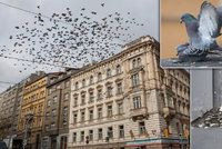 Krmič holubů brutálně napadl mladíka v Litvínově: Zbil ho a vyhrožoval mu smrtí