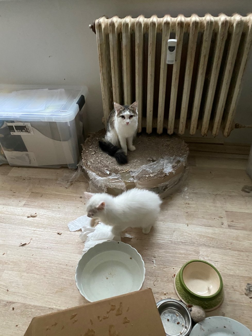 Veterináři odebrali chovatelce z bytu v pražských Horních Počernicích 41 koček, z toho devět koťat. Byly chované v nevhodných podmínkách a nacházely se ve špatném zdravotním stavu