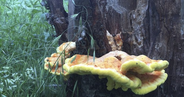 Sírovec žlutooranžový je houbařským pokladem a najít ho můžete na kmenech stromů.
