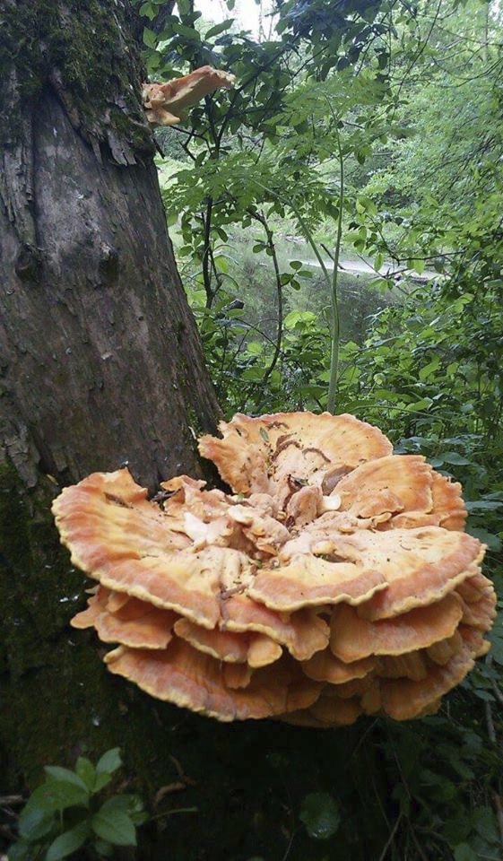 Sírovec žlutooranžový je houbařským pokladem a najít ho můžete na kmenech stromů.