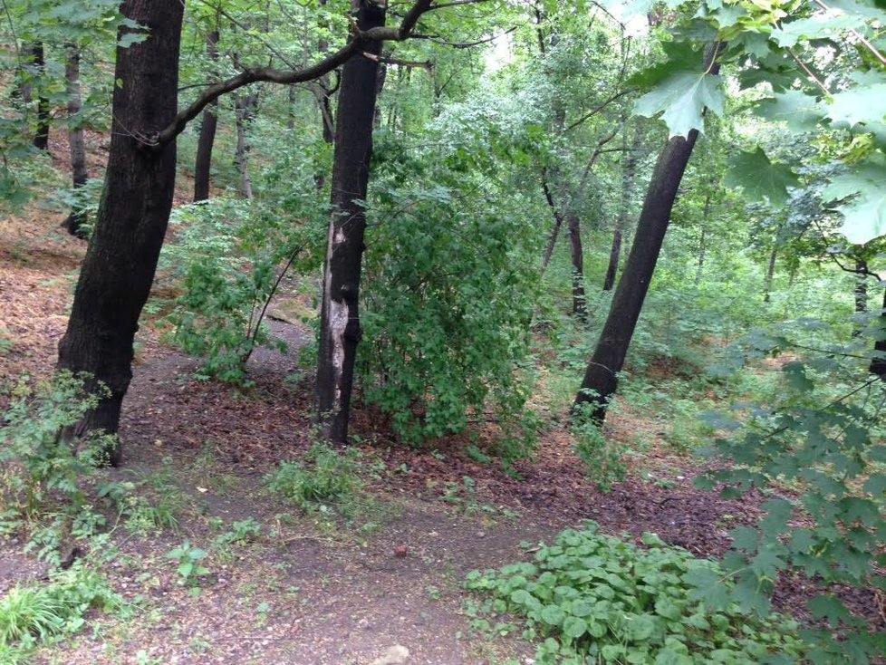 Za houbami můžete vyrazit i na Petřín do Kinského sadů, rostou zde májovky.