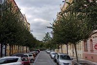 Kácení hrušní ve vinohradské ulici vzbudilo vášně: Zhovadilost! zlobí se místní. Nahradí je jiný druh