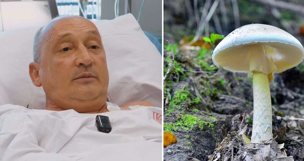 Bohdan se otrávil muchomůrkou zelenou, skončil v IKEM.