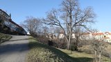 Ohrozili 210letého velikána z Petřína: Jasan podkopali bagrem!