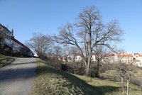 Ohrozili 210letého velikána z Petřína: Jasan podkopali bagrem!