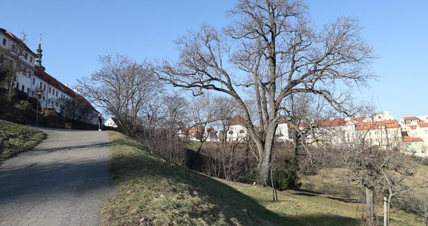 Jasan na Petříně.