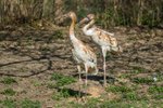 Pražská zoologická zahrada v Troji nově chová nejohroženější jeřáby na světě.