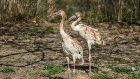 Vzácnost v Zoo Praha: Nově chová nejohroženější jeřáby na světě!