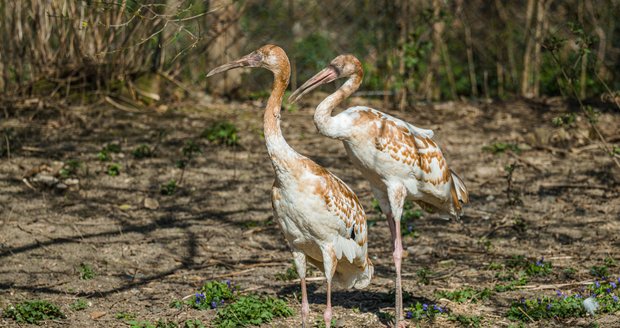 Pražská zoologická zahrada v Troji nově chová nejohroženější jeřáby na světě.