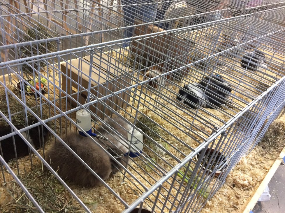 Na výstavě v Modřanech se lidé mohli podívat, jak vypadají teddy králíci, holá morčata i exotičtí ježci.