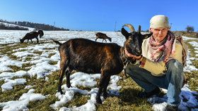 Ľubomír zachraňuje kozy před hrozným osudem. Nedaleko Jílové u Prahy má pět kozích dam.