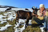 Staré nebo postižené kozy zachraňuje před hrozným osudem: Skončily by v salámu