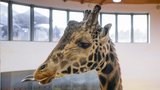 Pražská zoo smutní: Zahynul žirafí samec Johan (†23). Zplodil 29 dětí