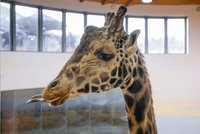 Pražská zoo smutní: Zahynul žirafí samec Johan (†23). Zplodil 29 dětí