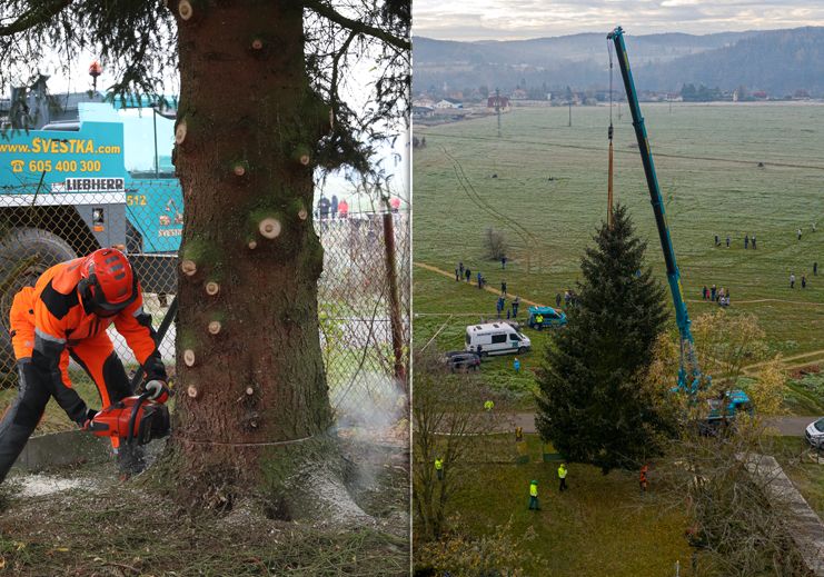 V neděli 22. listopadu pokáceli strom v Kamenném Přívozu, který bude zdobit Vánoce 2020 na Staroměstském náměstí v Praze.