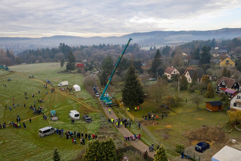 V neděli 22. listopadu pokáceli strom v Kamenném Přívozu, který bude zdobit Vánoce 2020 na Staroměstském náměstí v Praze.