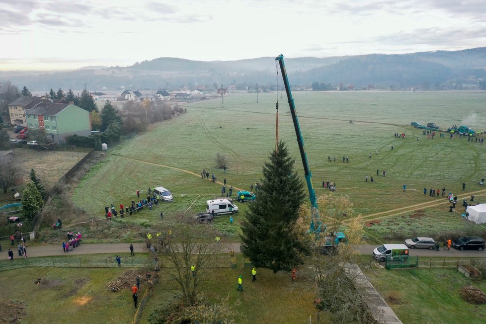 V neděli 22. listopadu pokáceli strom v Kamenném Přívozu, který bude zdobit Vánoce 2020 na Staroměstském náměstí v Praze.