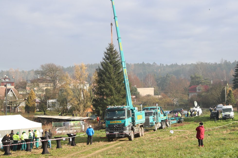 V neděli 22. listopadu pokáceli strom v Kamenném Přívozu, který bude zdobit Vánoce 2020 na Staroměstském náměstí v Praze.