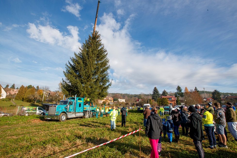 V neděli 22. listopadu pokáceli strom v Kamenném Přívozu, který bude zdobit Vánoce 2020 na Staroměstském náměstí v Praze.