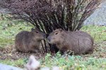Kapybary v Zoo Praha. (11. listopadu 2023)