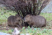 Osud kapybar ze Zoo Praha mají v rukou čtenáři Blesku: Hlasujte, jak se budou jmenovat!