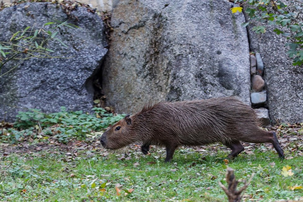 Kapybary v Zoo Praha. (11. listopadu 2023)