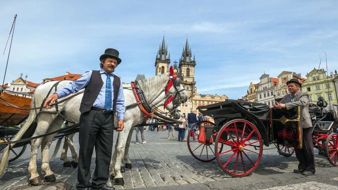Němečtí ochránci zvířat z organizace PETA říkají, že vedra pražským koním nesvědčí. Čeští chovatelé oponují. (Ilustrační snímek)