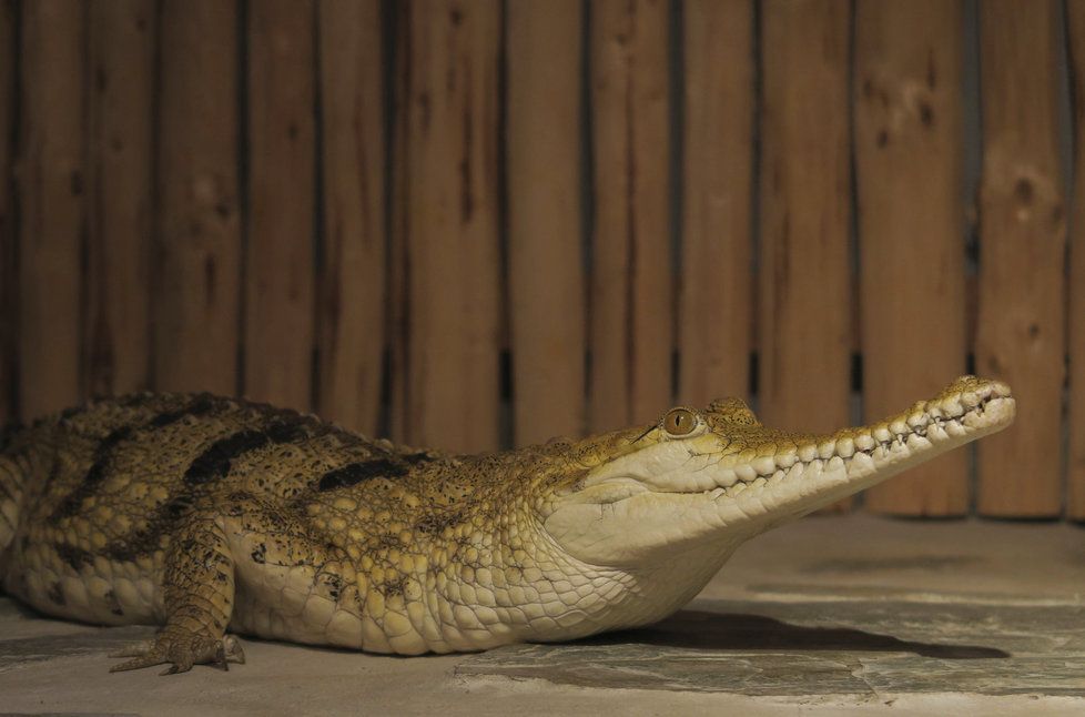 Krokodýlí zoo najdete v Holešovicích.