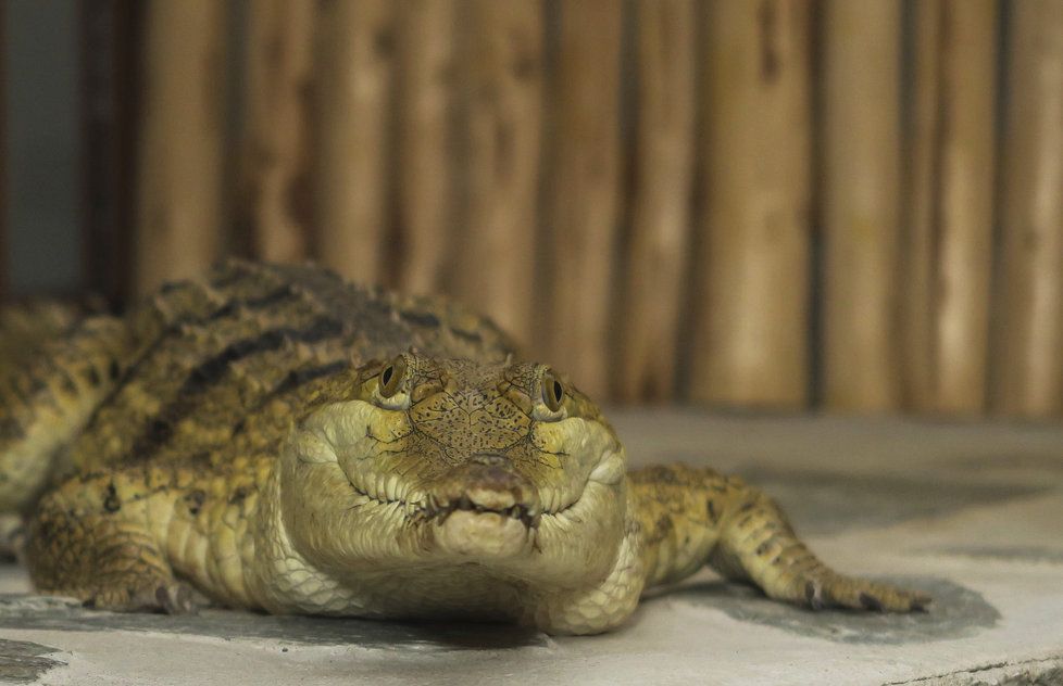 Pražská zoo chová 43 želvích druhů a poddruhů, v rámci Světového dne želv se pochlubí novými přírůstky.