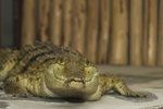 Krokodýlí zoo nabízí návštěvníkům k vidění i krokodýla australského.