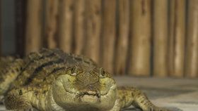 Unikátní zoo má vzácný přírůstek: Krokodýla, který vymírá kvůli žábám