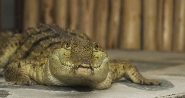 Unikátní zoo má vzácný přírůstek: Krokodýla, který vymírá kvůli žábám