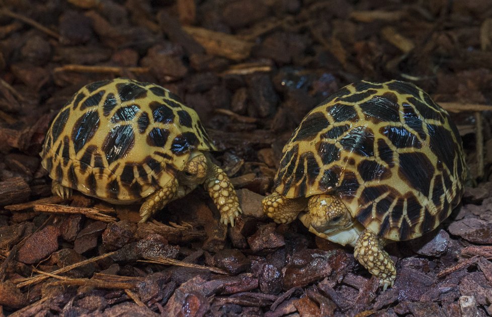 Pražská zoo chová 43 želvích druhů a poddruhů, v rámci Světového dne želv se pochlubí novými přírůstky.