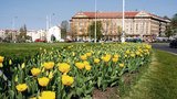 Velká tulipánová krádež v Praze 6! Cibulky zdarma nebudou, z kontejneru na kulaťáku je někdo sebral